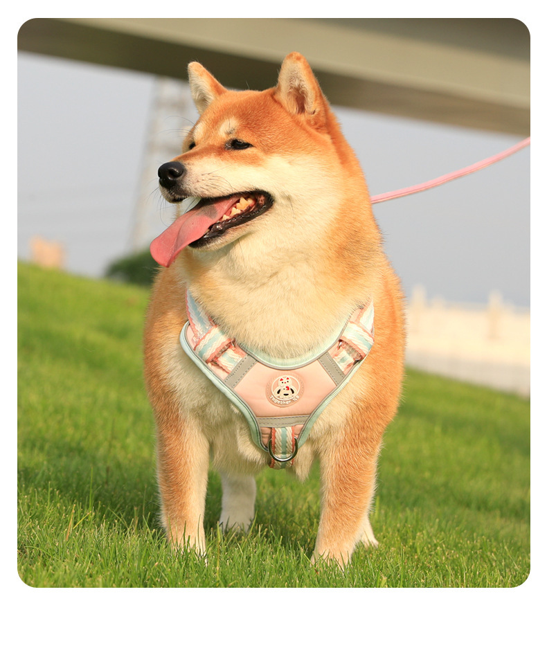 云感舒适颜值出街910胸背带柴犬款寸衫束紧夹休闲百搭女潮流夏季新款详情19