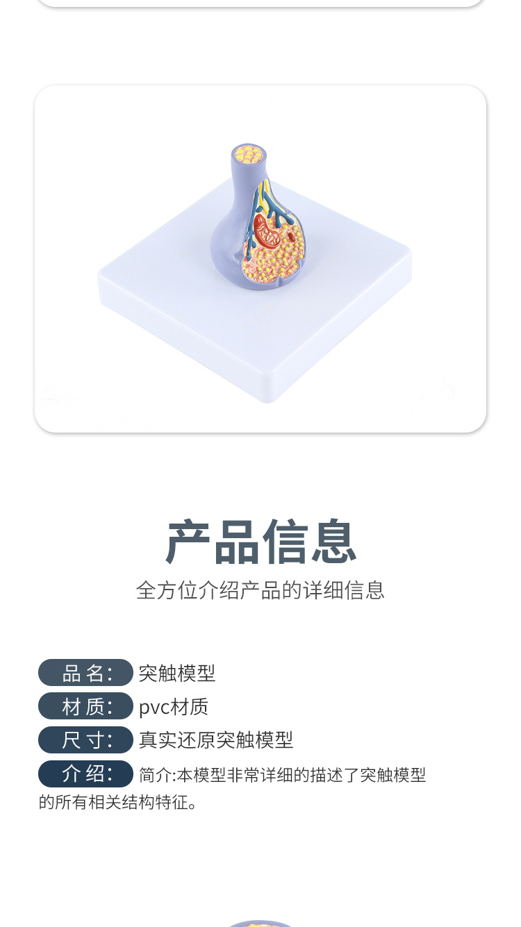 突触模型解剖人体内脏切面图教学人体模拟模型多功能科普教育用品详情9