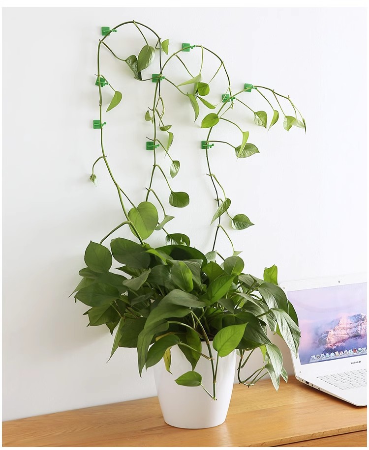 绿萝固定器藤蔓植物绿植墙上攀爬器挂钩电线固定扣爬藤造型固定夹详情5