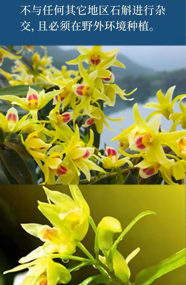 铁皮石斛花 正宗霍山铁皮石斛 现摘新货石斛花 袋装罐装一件代发详情7