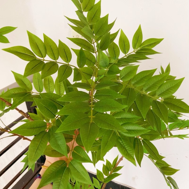 Factory store, wholesale of artificial plants, dynamic Chinese toon tree potted plants, courtyard ornaments, green painted wood, small tree landscaping and decoration pic 13