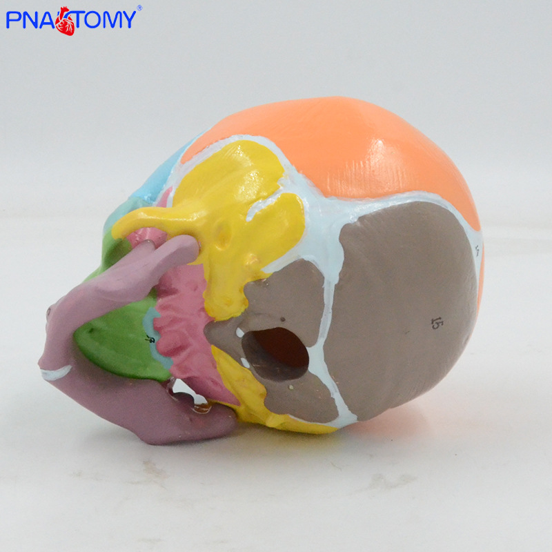 1:1 color baby skull model with digital marking, frontal fontanelle, mandibular anatomy teaching aid, medical display pic 7