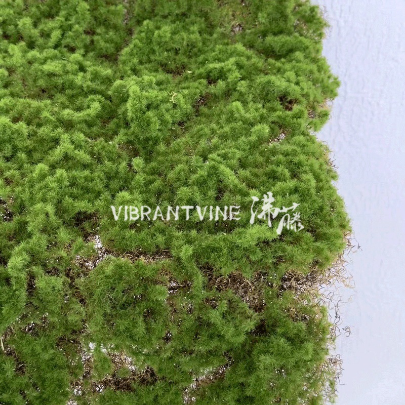 仿真绿植青苔藓皮青苔坪橱窗软装苔藓绿地墙面植物墙装饰人造草坪详情4