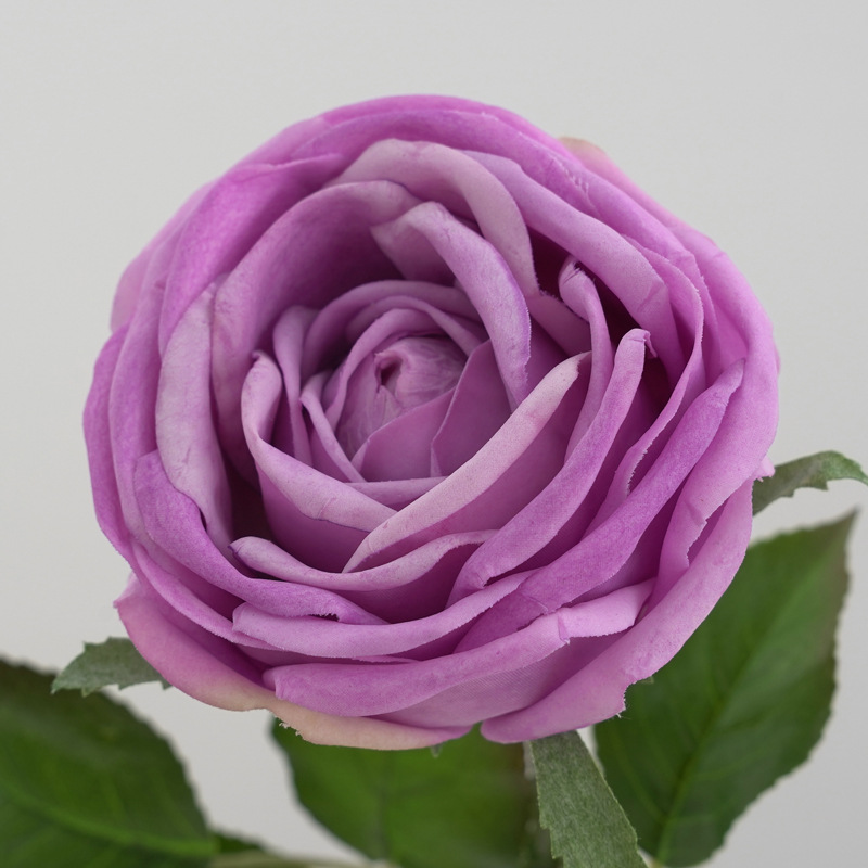 仿真单支手感保湿桑拉玫瑰 婚庆婚礼配材家居桌面装饰摄影道具详情14