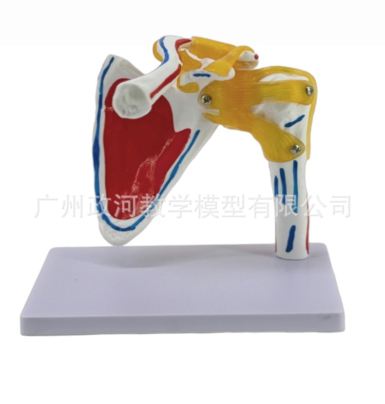 Shoulder joint model with muscle starting and ending points, collarbone, scapular ligament, medical mold, orthopedic fitness, yoga teaching demonstration pic 6