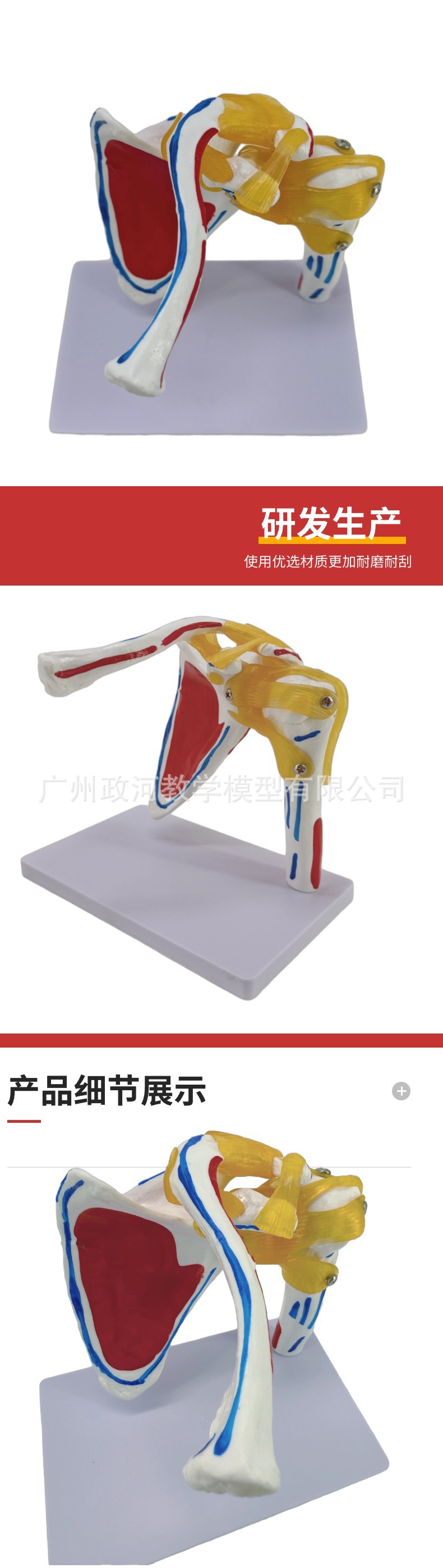 Shoulder joint model with muscle starting and ending points, collarbone, scapular ligament, medical mold, orthopedic fitness, yoga teaching demonstration pic 4