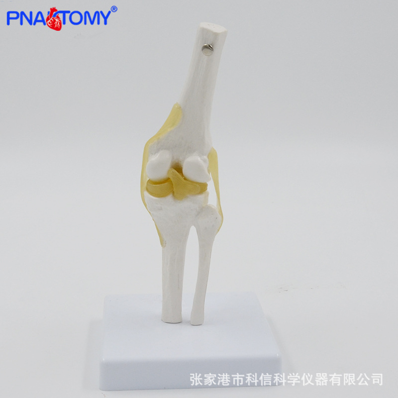 Anatomical model knee joint section diagram of human internal organs teaching human anatomy teaching model physical display pic 4