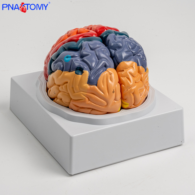 Anatomy of human colored brain structure, brain nerves, brain functions, cortical zoning model, Medical psychology, neurology pic 4