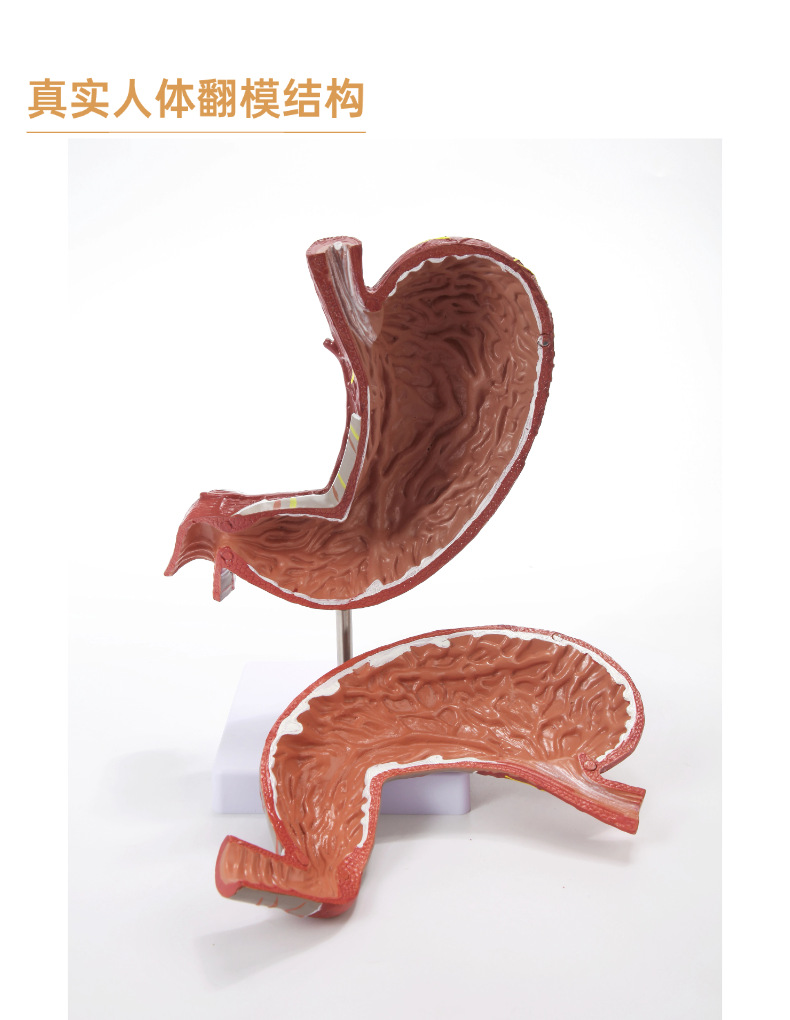 Human stomach anatomy model, traditional Chinese medicine teaching physical object, human stomach structure model, portable demonstration equipment, tuning fork to assist learning pic 11