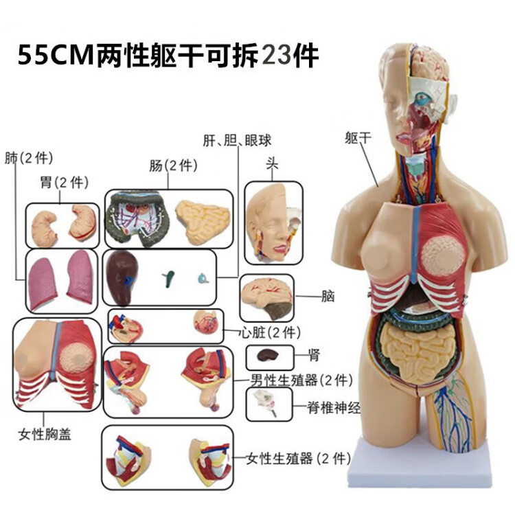 人体解剖模型高端专业医学系统神经结构内脏可拆卸骨骼躯干肌详情9