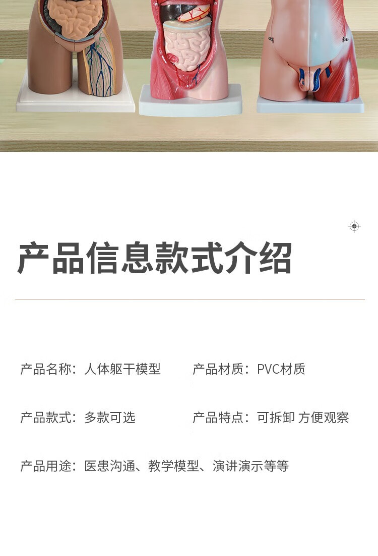 人体解剖模型高端专业医学系统神经结构内脏可拆卸骨骼躯干肌详情3