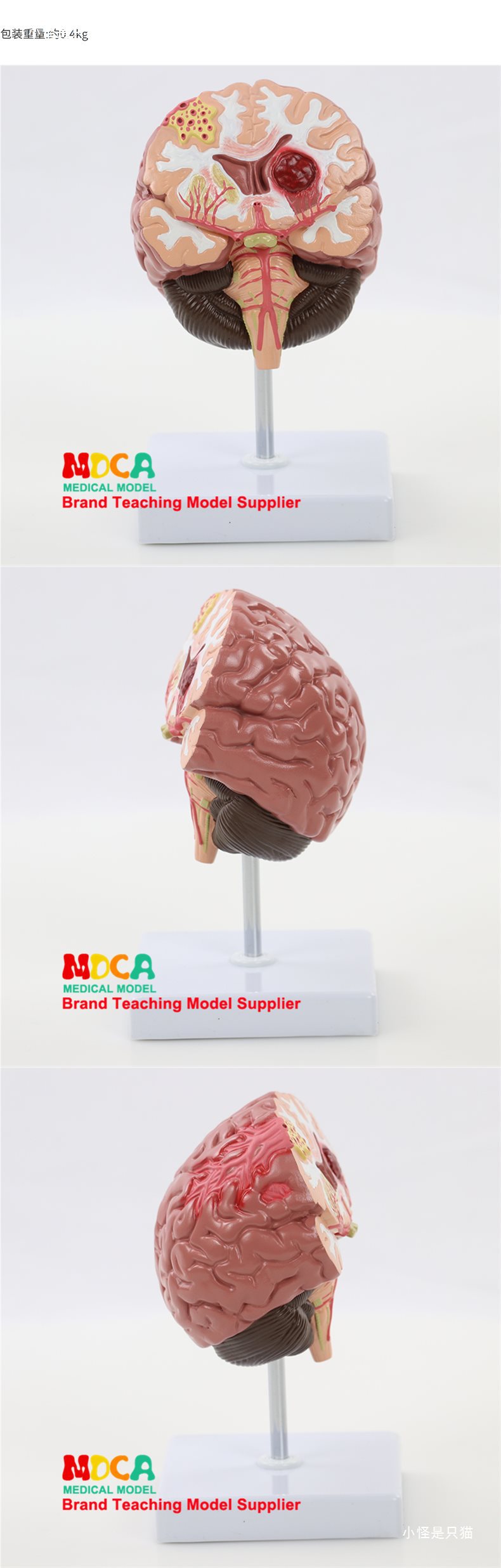 右半大脑解剖模型人体1:1神经皮质结构与功能分区医学教学详情20