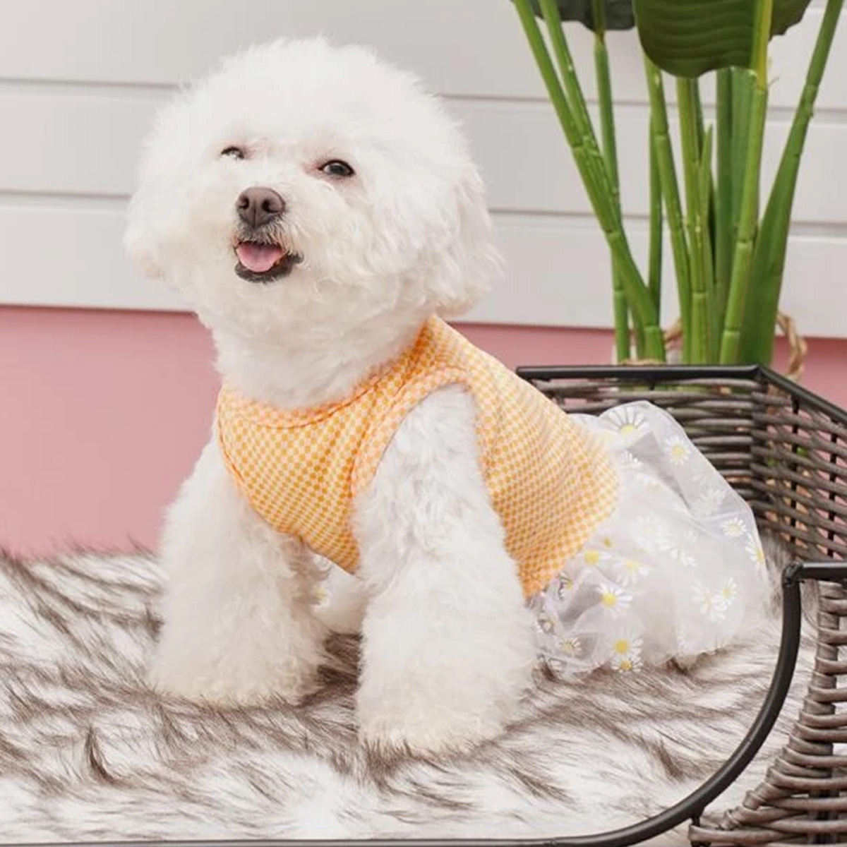 T All-season universal cat and dog clothing, pet chiffon skirt, Bichon Frise, Teddy, Yorkshire Terrier, Schnauzer small dog clothing pic 7