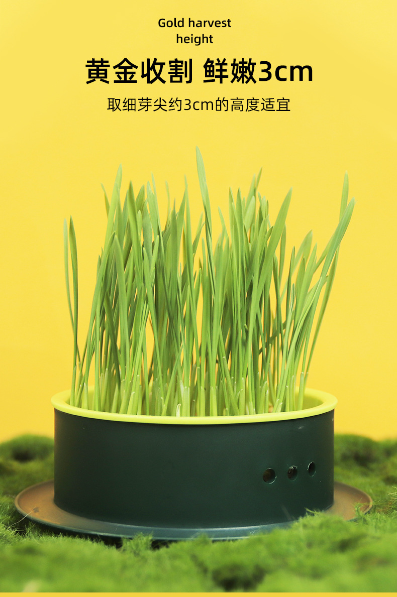 New edible cat grass seeds scientifically eliminate bad breath and supplement dietary fiber. Direct supply from cat snack manufacturers pic 25