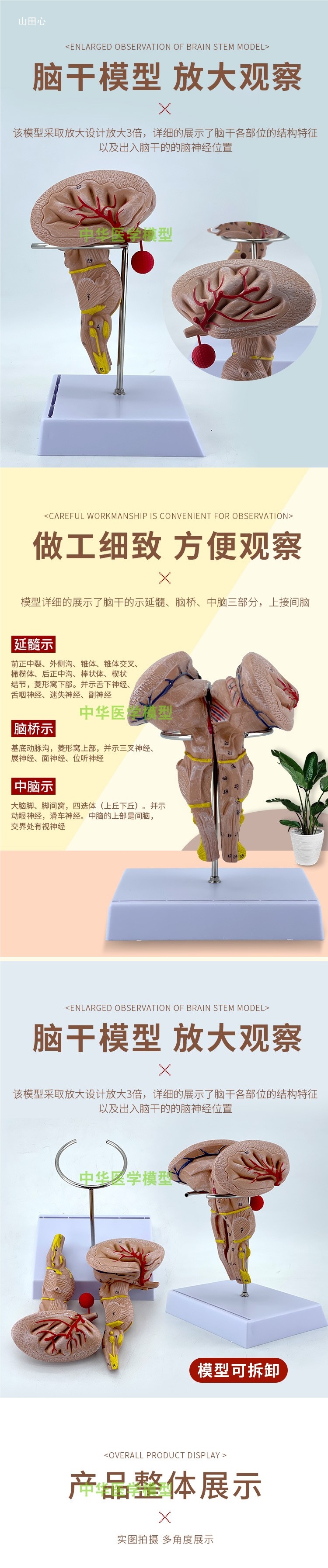 医学医学两倍放大版人体大脑神经解剖人脑端脑室功能区分模型详情6