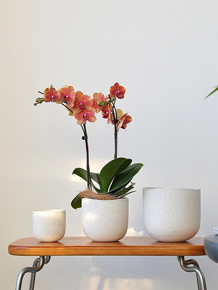 北欧陶瓷粗砂花盆象牙白蝴蝶兰陶盆兰花白陶创意个性绿植粗陶套盆详情2