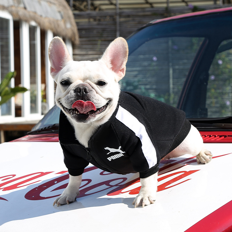 Ropa para mascotas otoño invierno calor marca de moda sudaderas letras fardoubi oso perro gato pequeño medio grande perro suministros pic 15