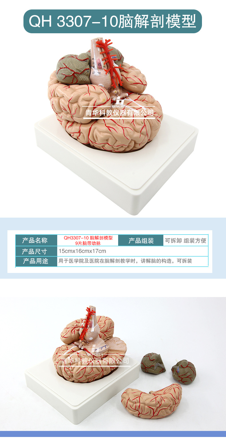 Qinghua 4D Assembly Brain Anatomy Model, human brain anatomy, cerebrovascular artery, nerve, medical science and education model pic 10