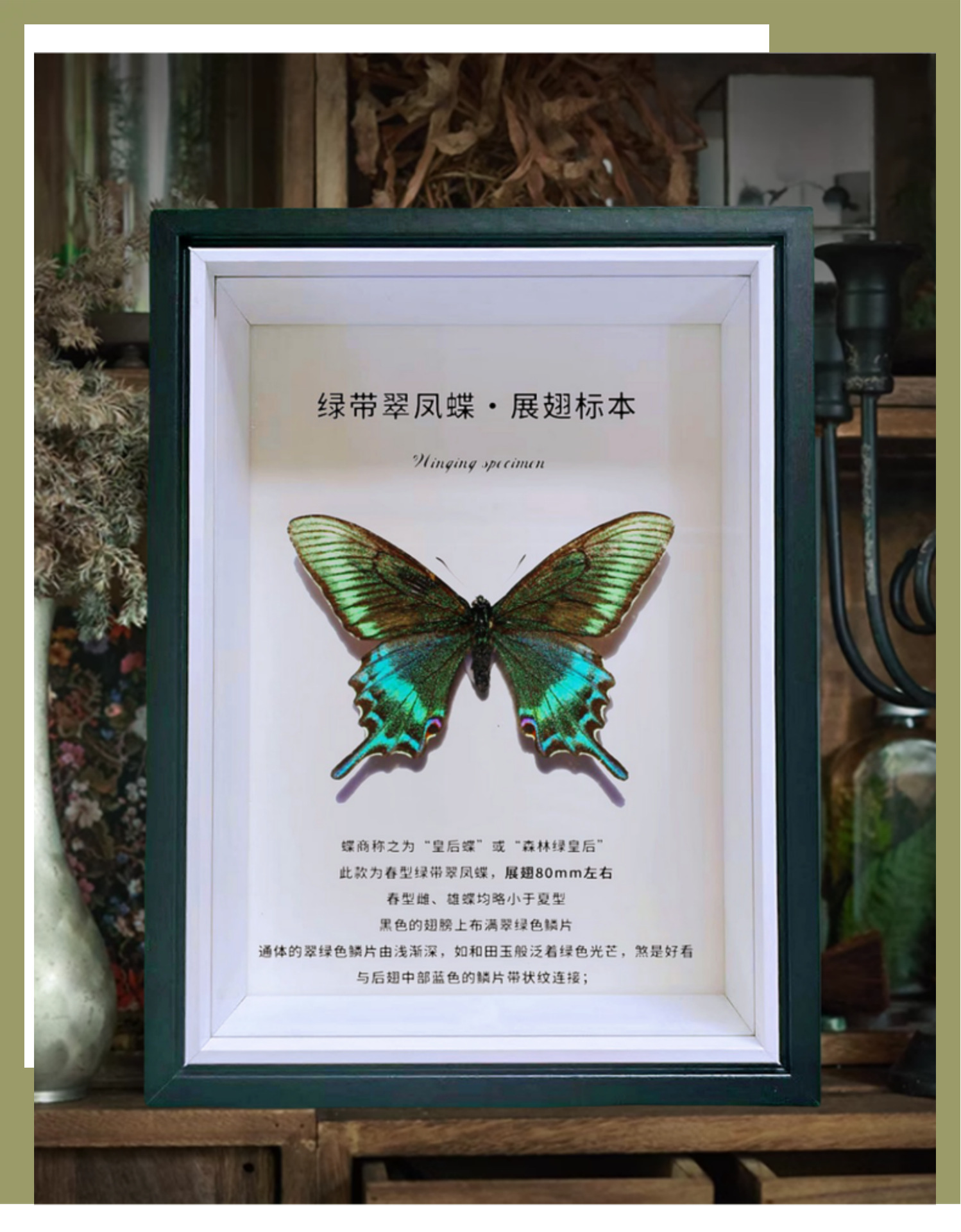 相框中空标本框木质玻璃立体黑色蝴蝶昆虫装裱自装摆台展示画框详情40