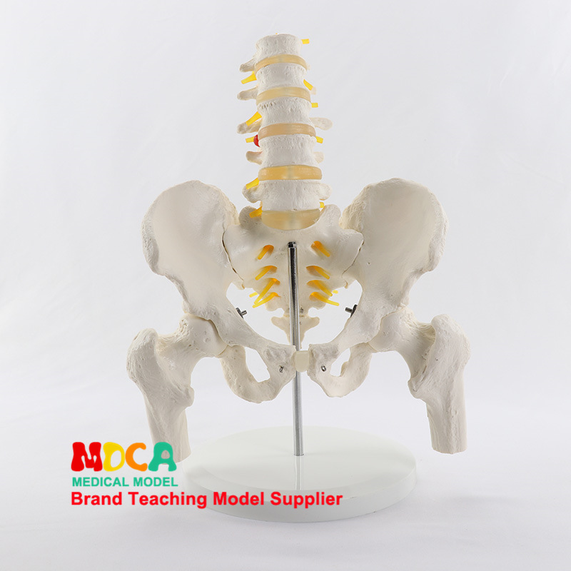 Medical model, pelvic and reproductive anatomy teaching model, tuning fork, traditional Chinese medicine physiotherapy auxiliary tool, suitable for teaching and training pic 25