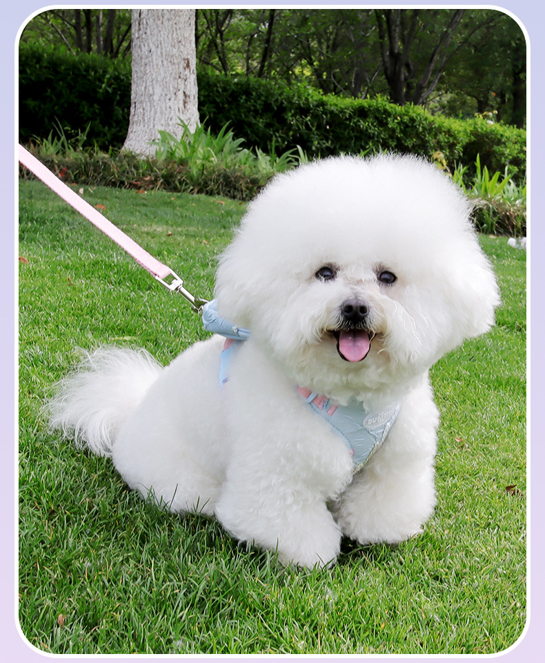 New dog leash, pet chest and shoulder strap, small Bichon Frise Pomeranian three-piece set, vest-style shoulder strap, dog leash pic 16