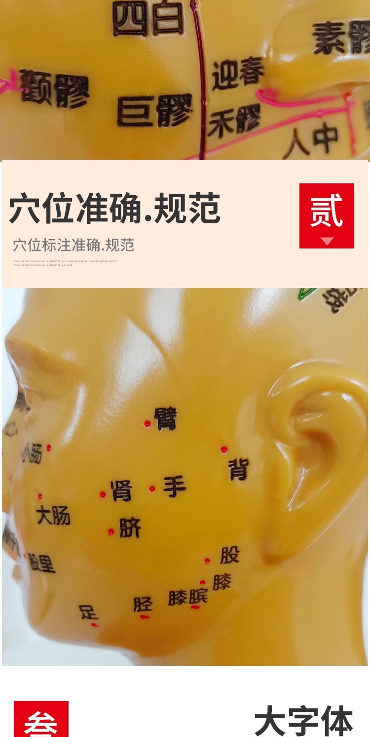 Head medical acupuncture practice model, traditional Chinese medicine acupoint meridian massage human body model, massage head model 21cm pic 6