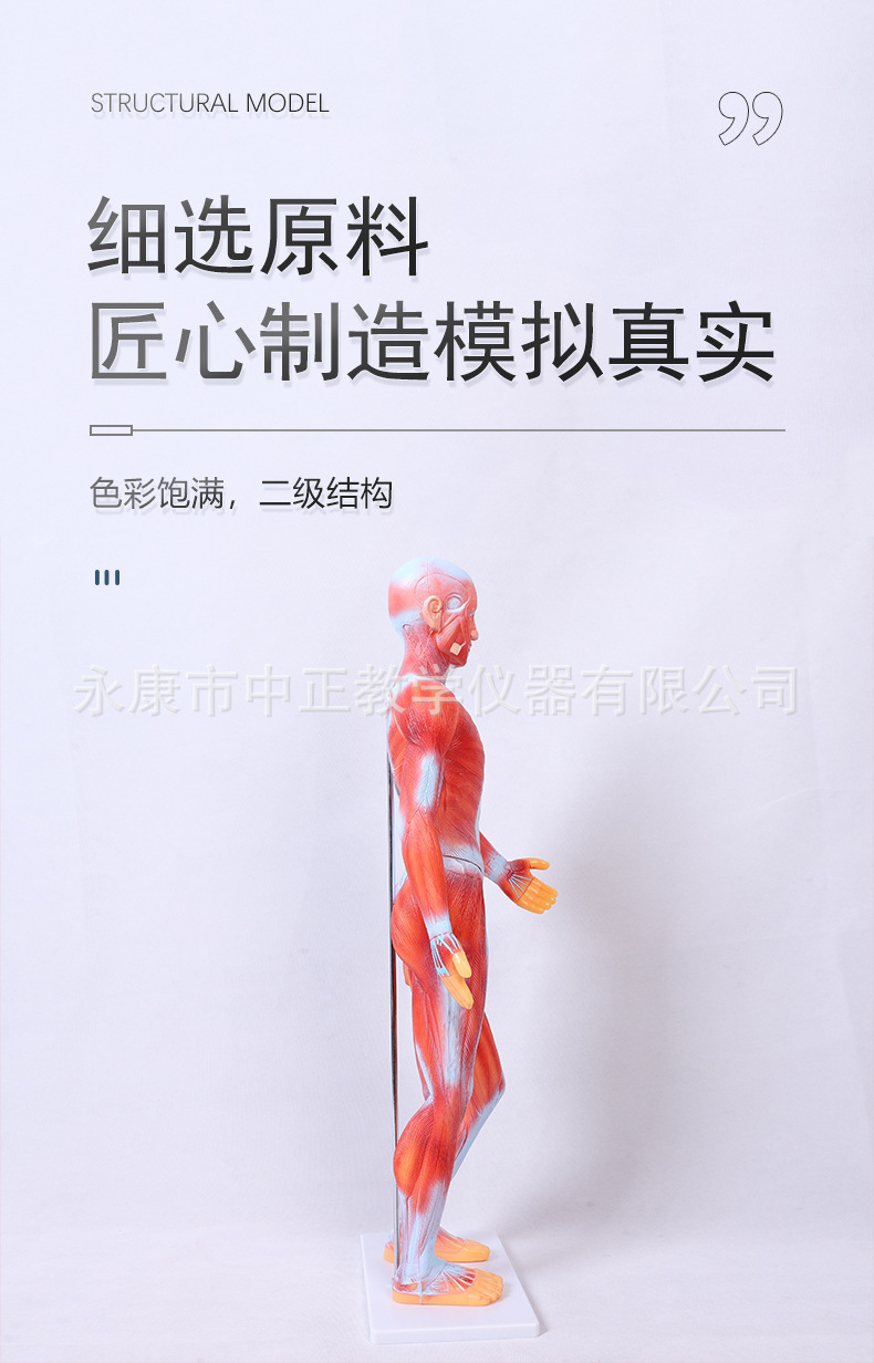 Medical lecture models, biological classroom display models, human anatomy models, student education demonstration teaching materials pic 3