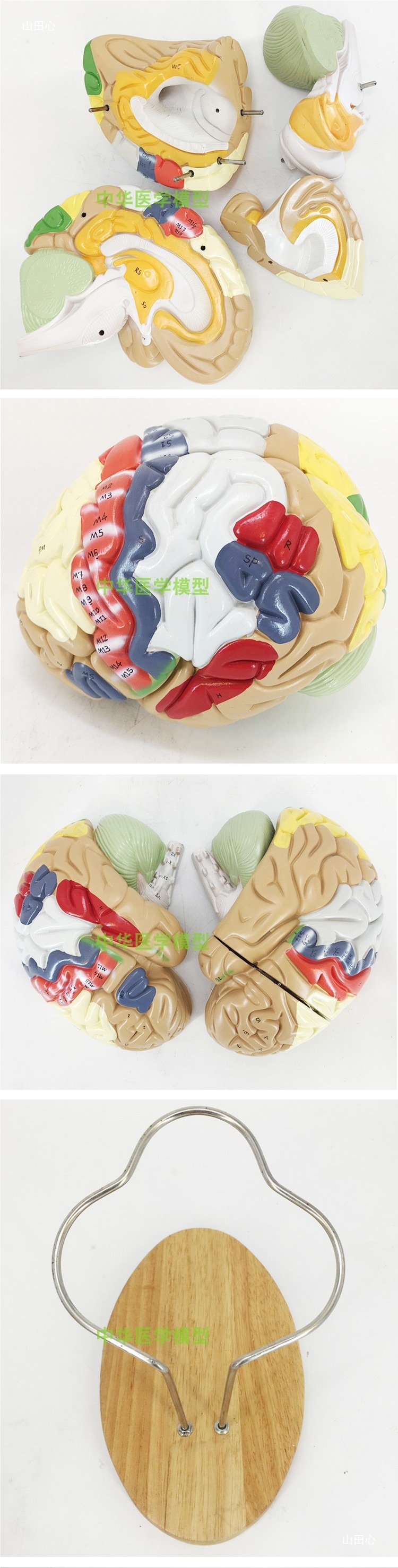 医学医学两倍放大版人体大脑神经解剖人脑端脑室功能区分模型详情4