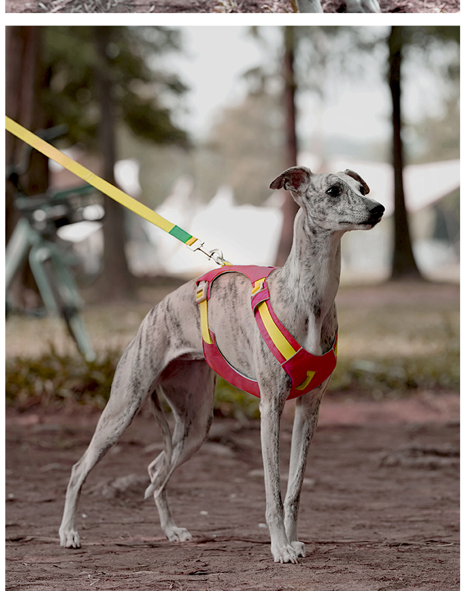 ZOOLAND狗狗胸背牵引绳遛幼小中大型犬泰迪柯基比熊边牧博美链子详情36