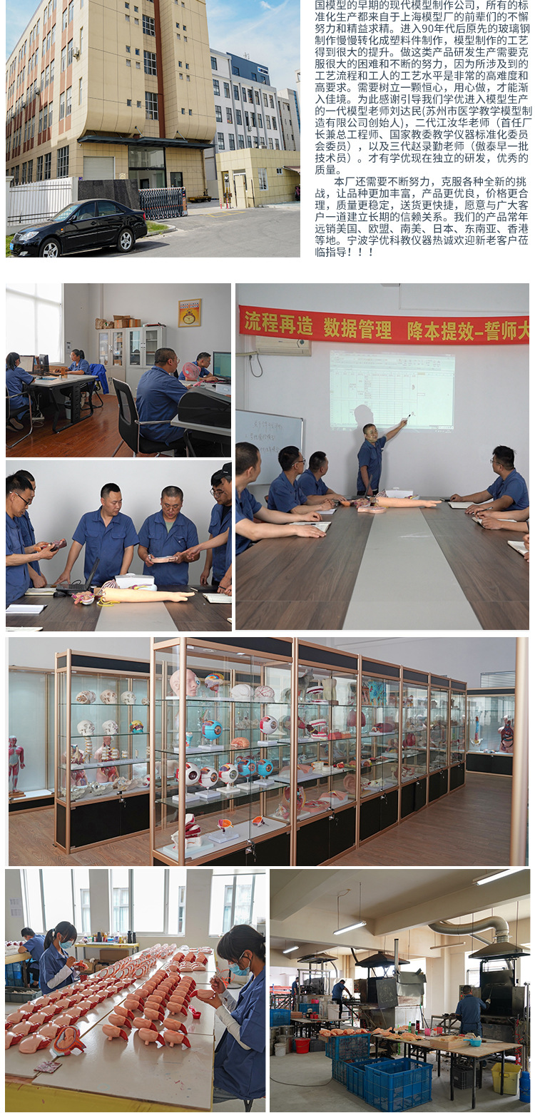 突触模型解剖人体内脏切面图教学人体模拟模型多功能科普教育用品详情11