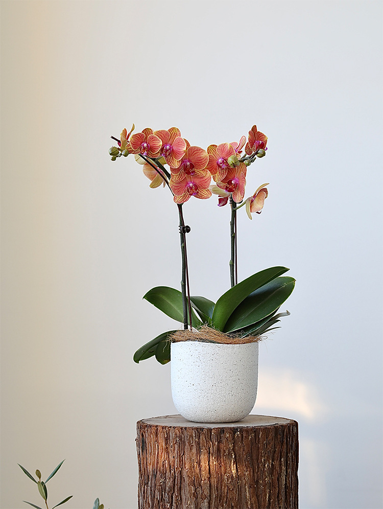 北欧陶瓷粗砂花盆象牙白蝴蝶兰陶盆兰花白陶创意个性绿植粗陶套盆详情6