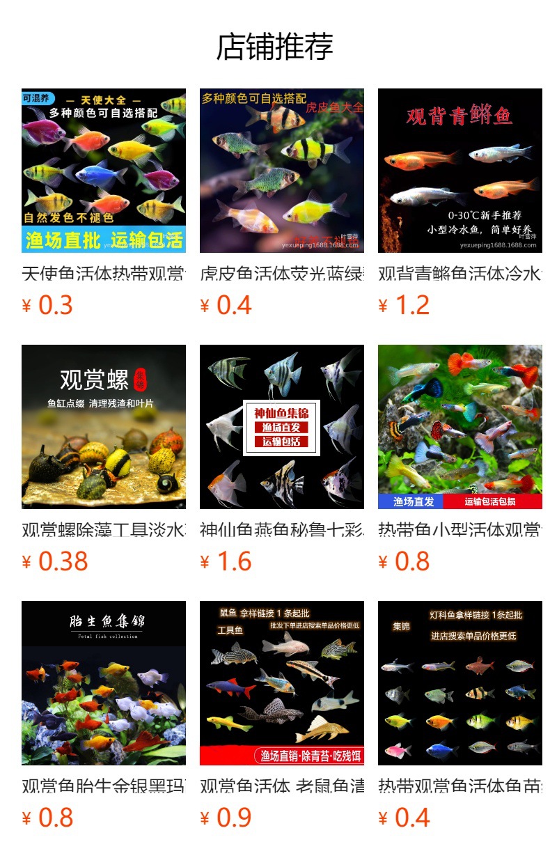 观赏鱼活体 老鼠鱼清洁工具鱼淡水清道夫老鼠异形活体热带鱼批发详情1