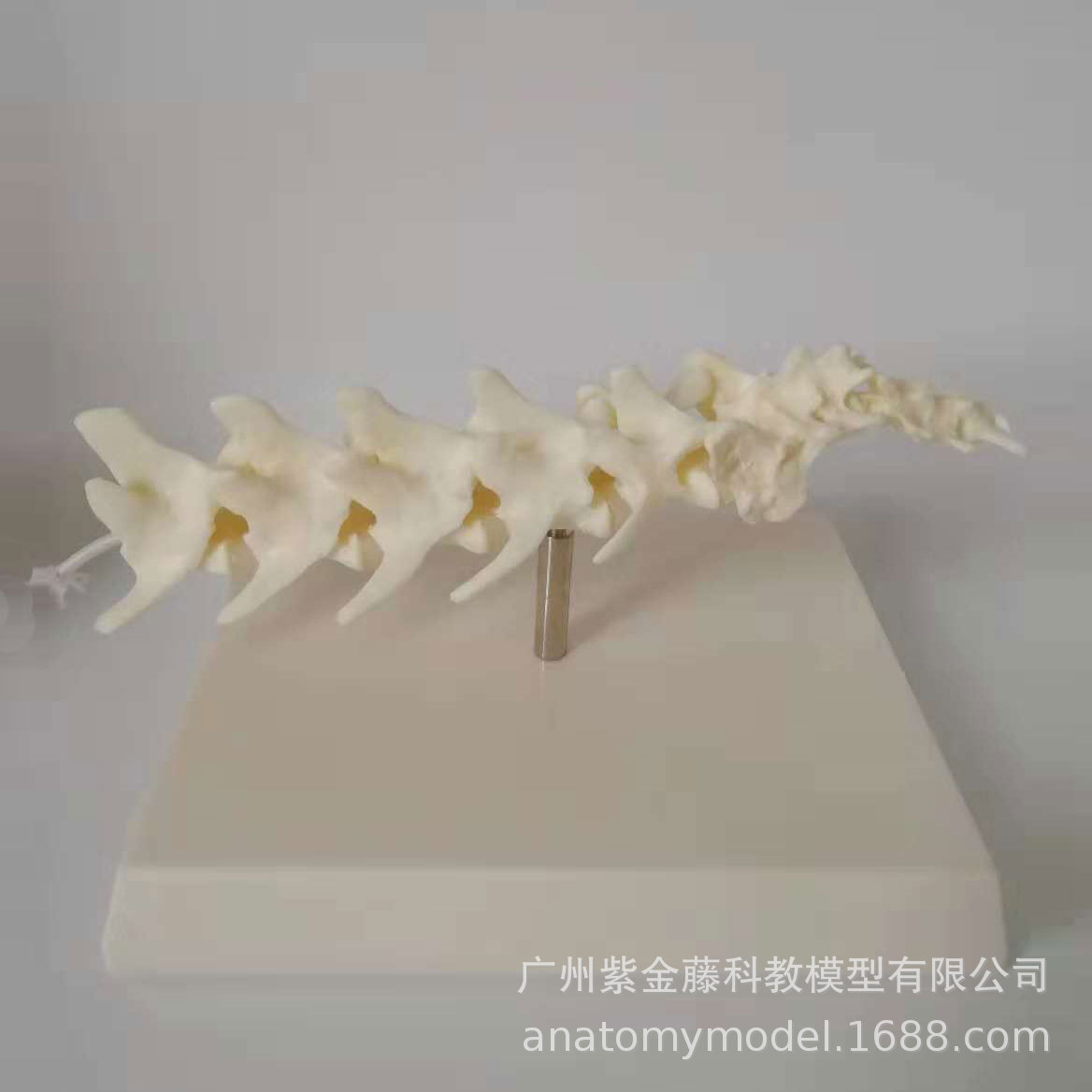 A 1:1 replica of the pet spine teaching model, a must-have simulation for dog spine medicine teaching and pet care pic 2