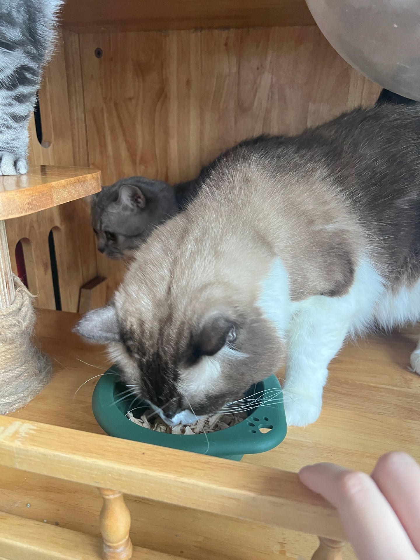 宠物用品圆形硅胶折叠碗宠物专用户外便携式狗盆喂食喝水猫碗狗碗详情12