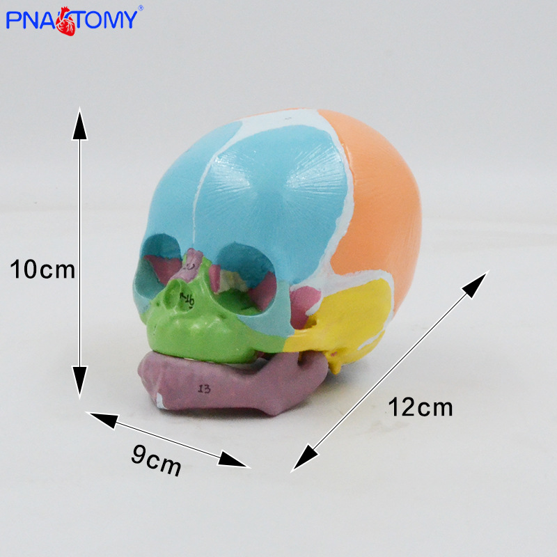 1:1 color baby skull model with digital marking, frontal fontanelle, mandibular anatomy teaching aid, medical display pic 1