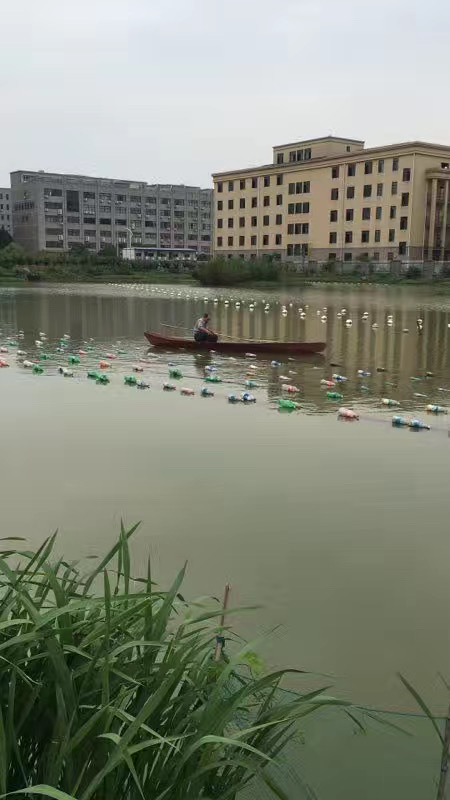 诸暨天然淡水珍珠3-4mm项链S925银极强光小米链baby链半成品可diy详情5