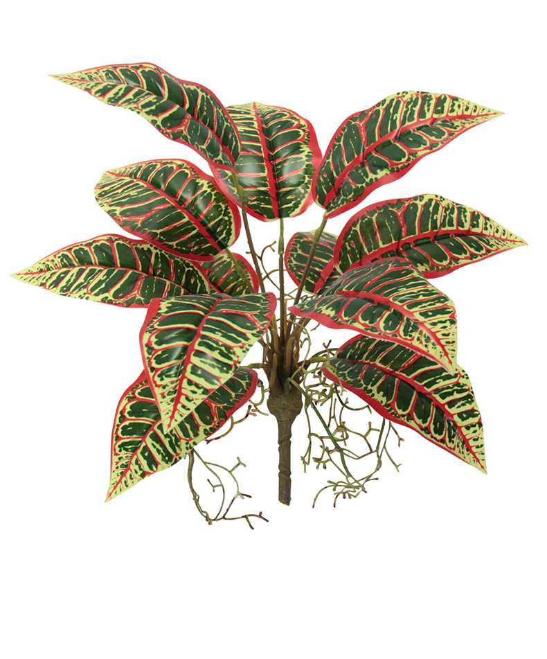 Indoor ornamental small potted plants with green leaves and red edges, succulents, flowers and green plants pic 10