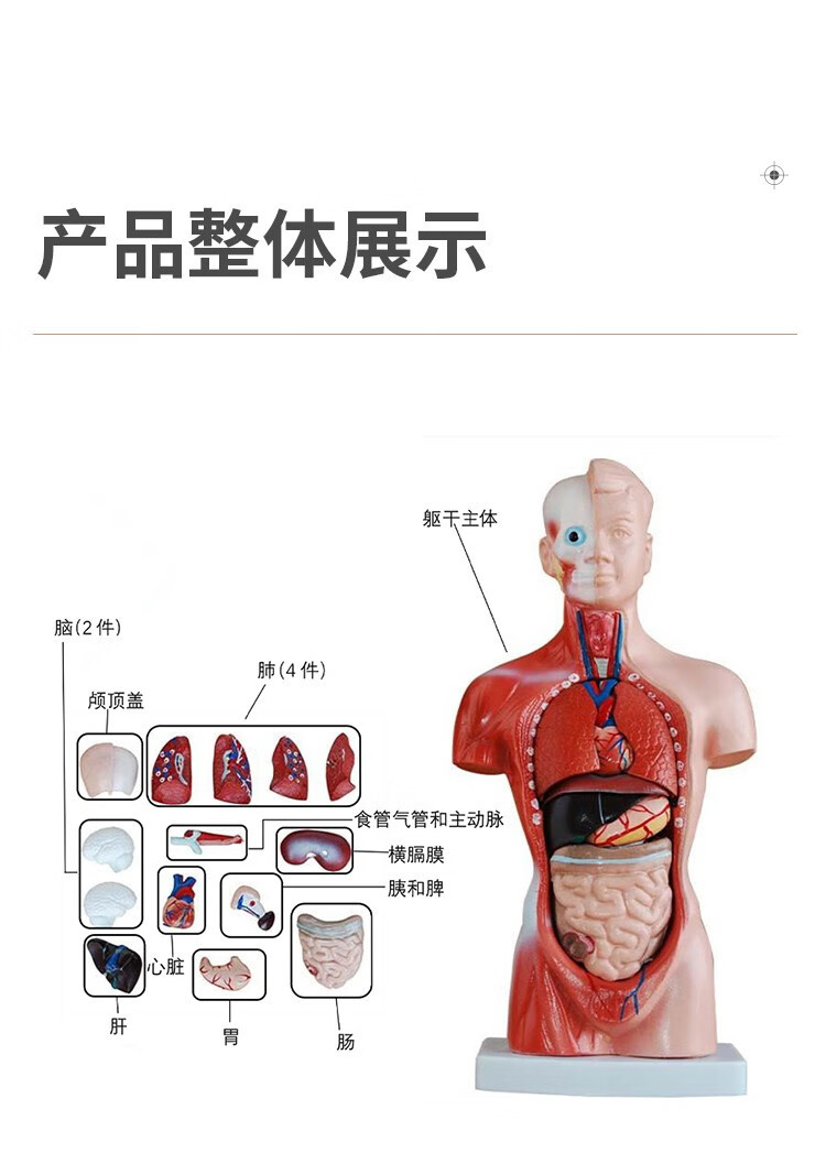 人体解剖模型高端专业医学系统神经结构内脏可拆卸骨骼躯干肌详情18