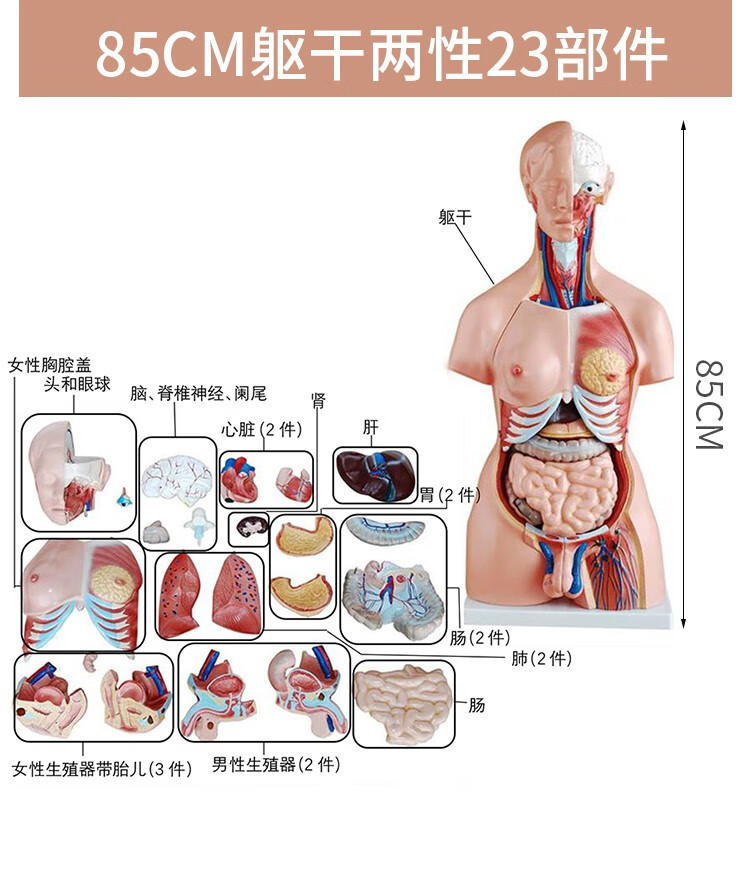 人体解剖模型高端专业医学系统神经结构内脏可拆卸骨骼躯干肌详情11
