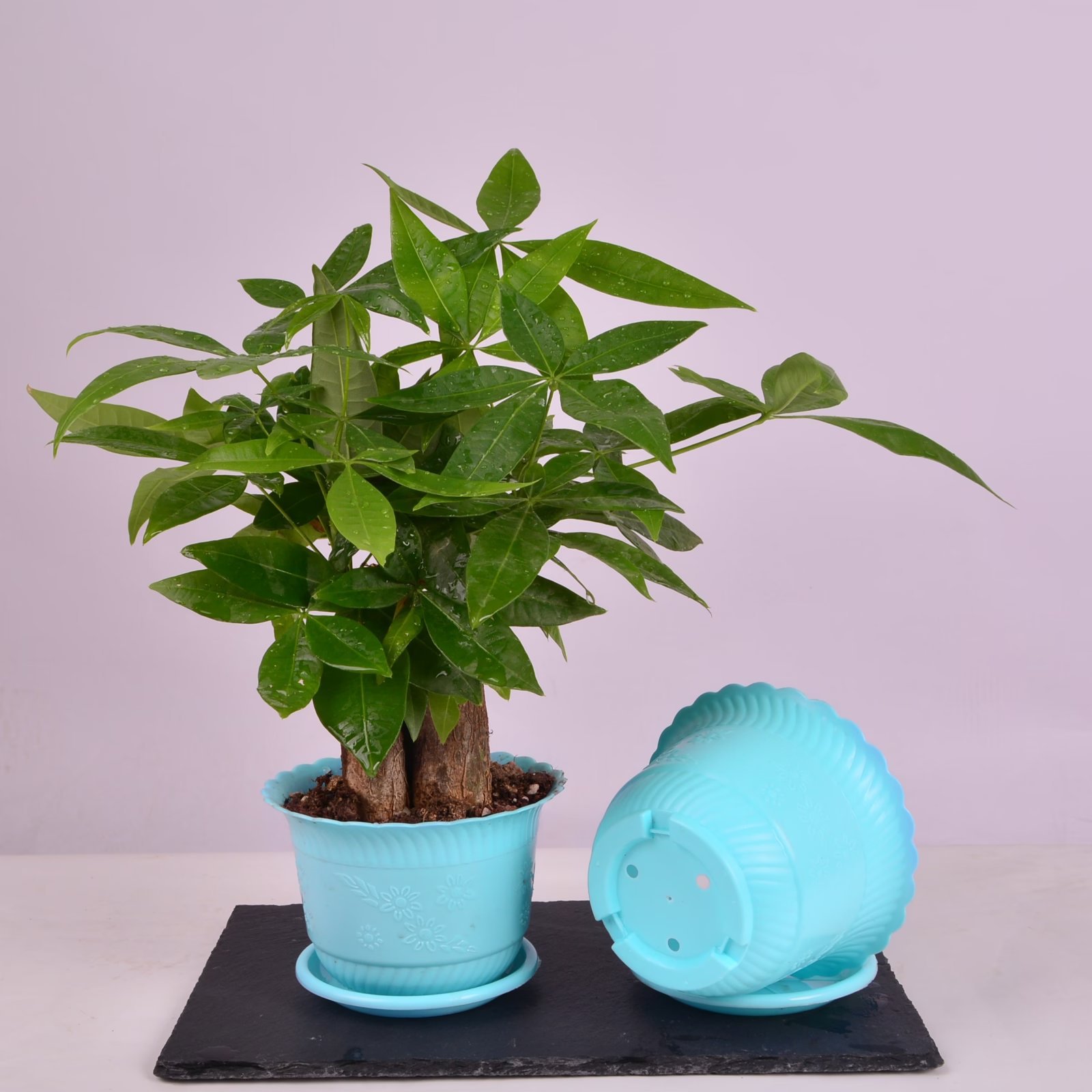 加厚落地式性稳定情绪阳台花卉解压植物多肉绿植郁金香塑料槽详情6