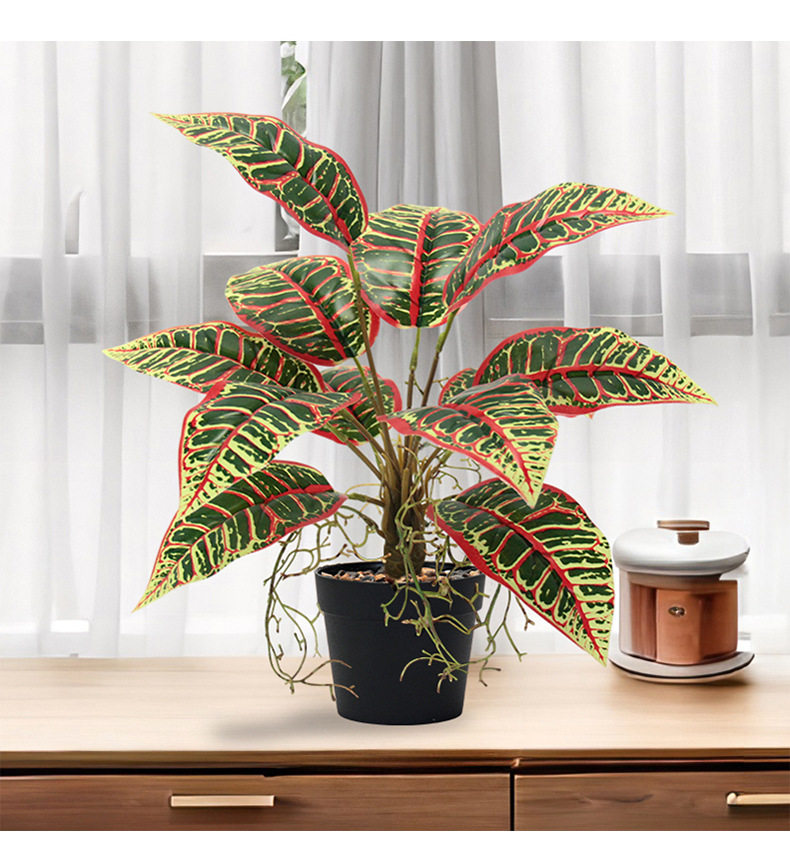 Indoor ornamental small potted plants with green leaves and red edges, succulents, flowers and green plants pic 3