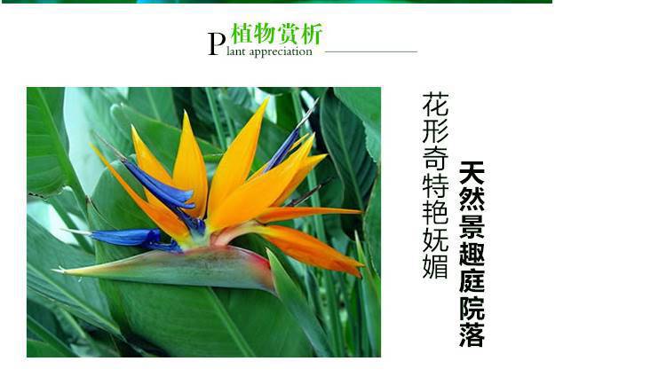网红天堂鸟盆栽室内大型植物鹤望兰客厅办公室大盆栽绿植天堂鸟苗详情11