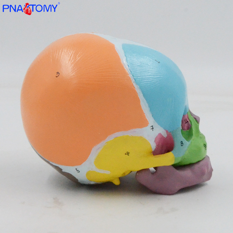 1:1 color baby skull model with digital marking, frontal fontanelle, mandibular anatomy teaching aid, medical display pic 6