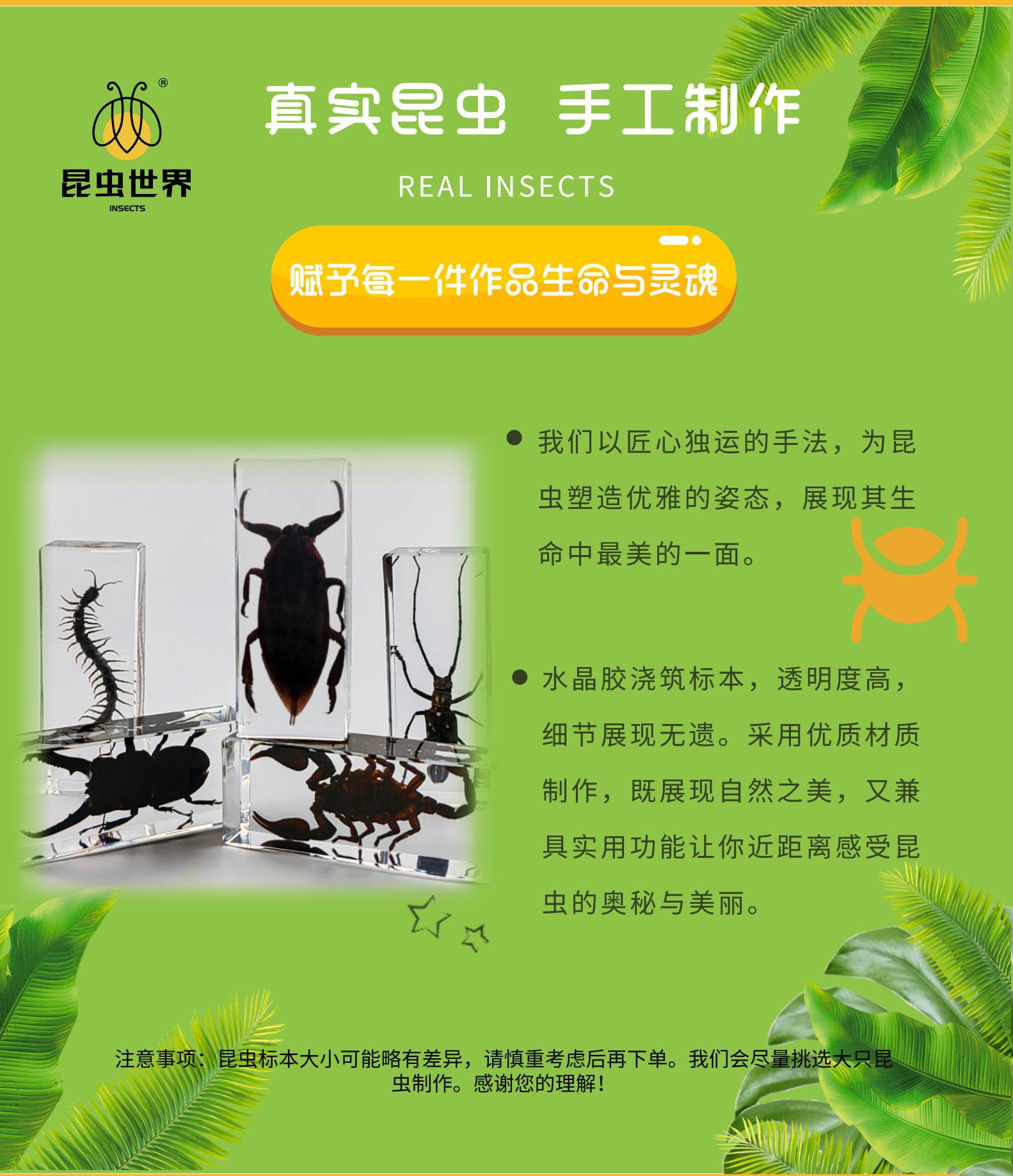 振方工艺跨境批发真实昆虫标本高透树脂琥珀大号亚克力摆件包埋详情4