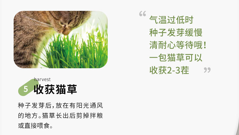猫咪新款水培猫草盒 猫咪猫零食猫薄荷种植无土猫草套宠物猫草盒详情6