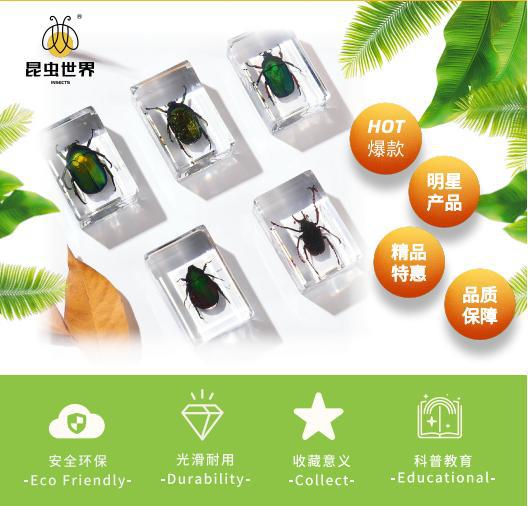 Zhenfang Craft Factory offers self-operated real insect specimens, biological science popularization teaching, ciphertext waybills, and cross-border one-piece consignment pic 2