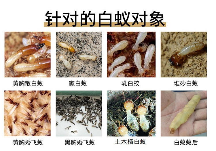 严选75克柏松白蚁杀虫粉消灭白蚁传染全巢死亡杀除白蚁家用白蚁药详情5