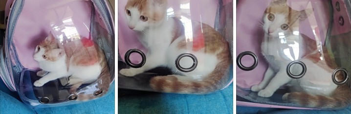 猫包外出便携包太空舱透气双肩背包猫书包大容量猫咪外带宠物用品详情6