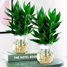 Five Blessings Money Tree small potted indoor plants, office desk small green plants potted plants, indoor flower potted plants pic 8