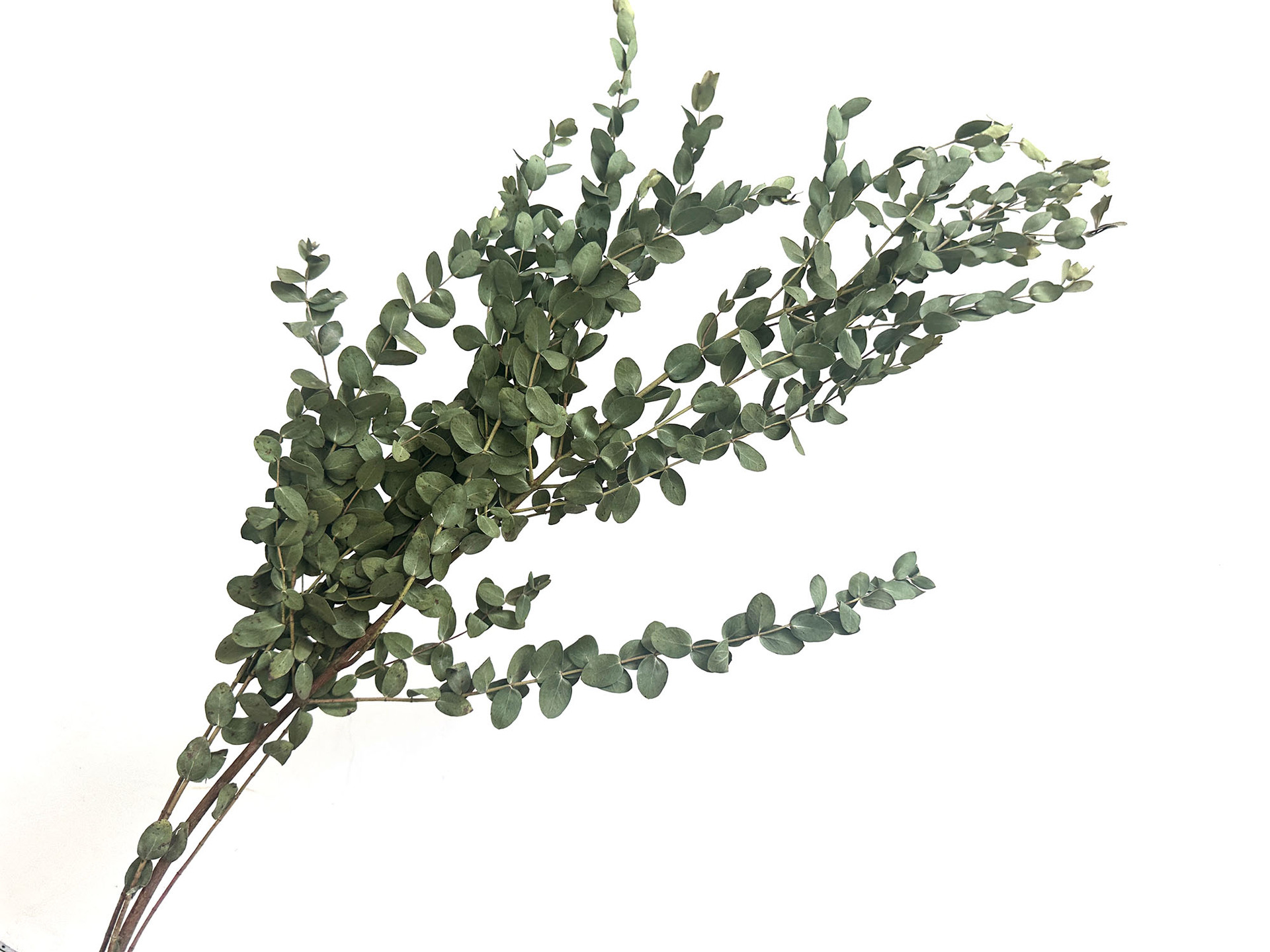 【 Dry Fine Leaves 】 Yunnan dried flower fine leaves eucalyptus, eucalyptus leaves, green leaves pic 4